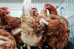 gallinas ponedoras Lurgorri Zornotza Amorebieta